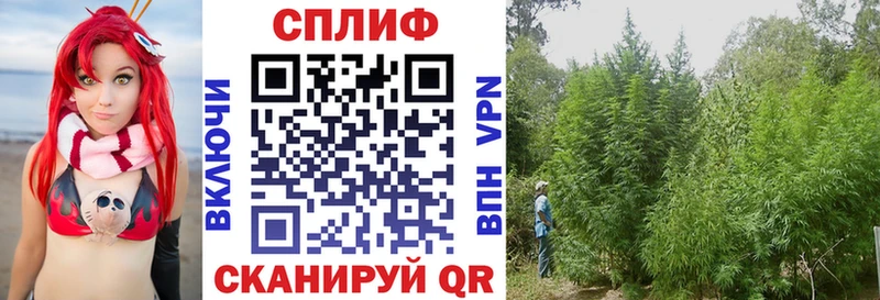 Купить  Новая Ладога  Каннабис план 